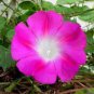 50 seeds Split Personality Ipomoea Purpurea Morning Glory