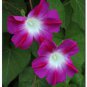 50 seeds Split Personality Ipomoea Purpurea Morning Glory