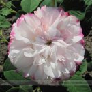 50 seeds Rarest Pink Rose Flower with Red Edge Organic Seeds