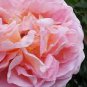 50 seeds Rarest Pink Rose Flower with Red Edge Organic Seeds