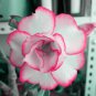 50 seeds Rarest Pink Rose Flower with Red Edge Organic Seeds