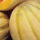 10 seeds Rare Seeds Golden Honey Melon (Cucumis melo)