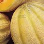 50 seeds Rare Seeds Golden Honey Melon (Cucumis melo)