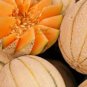 50 seeds Rare Seeds Golden Honey Melon (Cucumis melo)