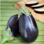 100 seeds Rarest Heirloom 'Emperor' Black Pear Eggplant Vegetable