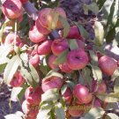 2 seeds Red Flat Peach Peento Saucer Peach Plant Seeds