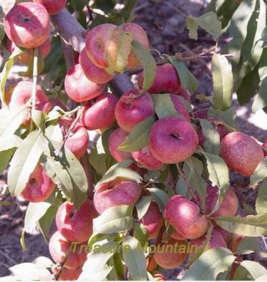 2 seeds Red Flat Peach Peento Saucer Peach Plant Seeds