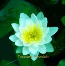 1 seeds Nelumbo Nucifera Dark Blue Lotus Flowers New Variety
