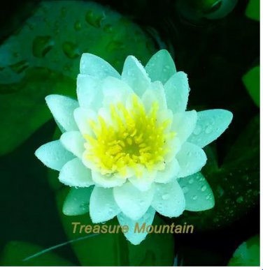 1 seeds Nelumbo Nucifera Dark Blue Lotus Flowers New Variety