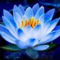 1 seeds Nelumbo Nucifera Dark Blue Lotus Flowers New Variety