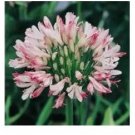 100 seeds Agapanthus africanus Seeds 'Fireworks’ African Lily 'Strawberry ice'