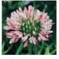 100 seeds Agapanthus africanus Seeds 'Fireworks’ African Lily 'Strawberry ice'
