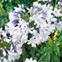 100 seeds Agapanthus africanus Seeds 'Fireworks&acirc;�� African Lily 'Strawberry ice'