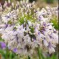 100 seeds Agapanthus africanus Seeds 'Fireworks&acirc;�� African Lily 'Strawberry ice'