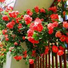 100 seeds Garden Rose Seeds Big Double Flowers Climbing Plants