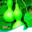 5 seeds Lagenaria Siceraria Big Wine Spoon Bottle Gourd Seeds