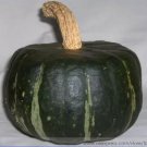 10 seeds The Standard Buttercup Squash Vegetables Organic Seeds