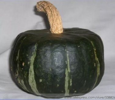 10 seeds The Standard Buttercup Squash Vegetables Organic Seeds