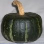 10 seeds The Standard Buttercup Squash Vegetables Organic Seeds