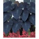 100 seeds Giant Elephant Ear Seeds Dark Green Color