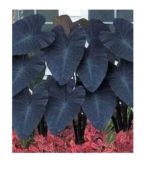 100 seeds Giant Elephant Ear Seeds Dark Green Color