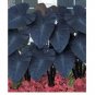 100 seeds Giant Elephant Ear Seeds Dark Green Color