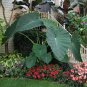 100 seeds Giant Elephant Ear Seeds Dark Green Color