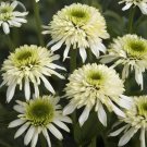 100 seeds 'Mozzarella' Echinacea Coneflower