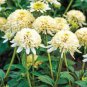 100 seeds 'Mozzarella' Echinacea Coneflower