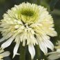 100 seeds 'Mozzarella' Echinacea Coneflower
