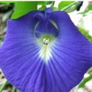 100 seeds clitoria ternatea Ethnic aparajita Butterfly Pea or Blue clitoria Flower Seeds