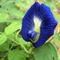 100 seeds clitoria ternatea Ethnic aparajita Butterfly Pea or Blue clitoria Flower Seeds