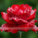 50 seeds Hardy Water Red Rose Seed