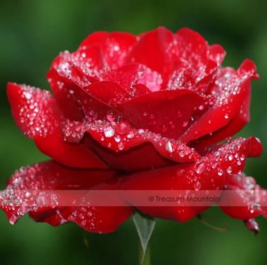 50 seeds Hardy Water Red Rose Seed