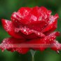 50 seeds Hardy Water Red Rose Seed