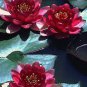 50 seeds Hardy Water Red Rose Seed