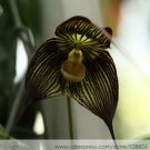 50 seeds Dracula Vampira The Vampire-Like Dracula Monkey Flower Rare Seed