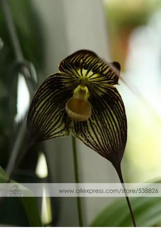 50 seeds Dracula Vampira The Vampire-Like Dracula Monkey Flower Rare Seed