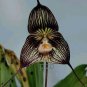 50 seeds Dracula Vampira The Vampire-Like Dracula Monkey Flower Rare Seed