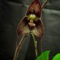 50 seeds Dracula Vampira The Vampire-Like Dracula Monkey Flower Rare Seed