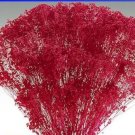 50 seeds Rare Red Creeping Baby's Breath Flower Seeds