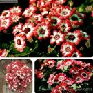 35 seeds Hybrid F1 Orange White Florist's Cineraria Bonsai