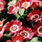 35 seeds Hybrid F1 Orange White Florist's Cineraria Bonsai