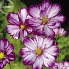50 seeds 'Fizzy Rose Picotee' Cosmos bipinnatus Annual Flowers