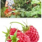 80 seeds Perennial Raspberry Fruits, Feral Rubus Idaeus Bush Fruit Seeds