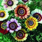 20 seeds Heirloom Tricolor chrysanthemum Rainbow Colors