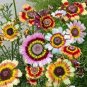 20 seeds Heirloom Tricolor chrysanthemum Rainbow Colors