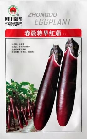 8 seeds Sichuan Super Red Early-maturing Long Eggplant F1 Seeds