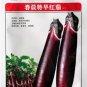 8 seeds Sichuan Super Red Early-maturing Long Eggplant F1 Seeds