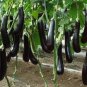 8 seeds Sichuan Super Red Early-maturing Long Eggplant F1 Seeds